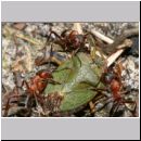 Formica -Serviformica- sanguinea - Blutrote Raubameise 25 9mm - mit Palomena prasina-Gruene Stinkwanze.jpg